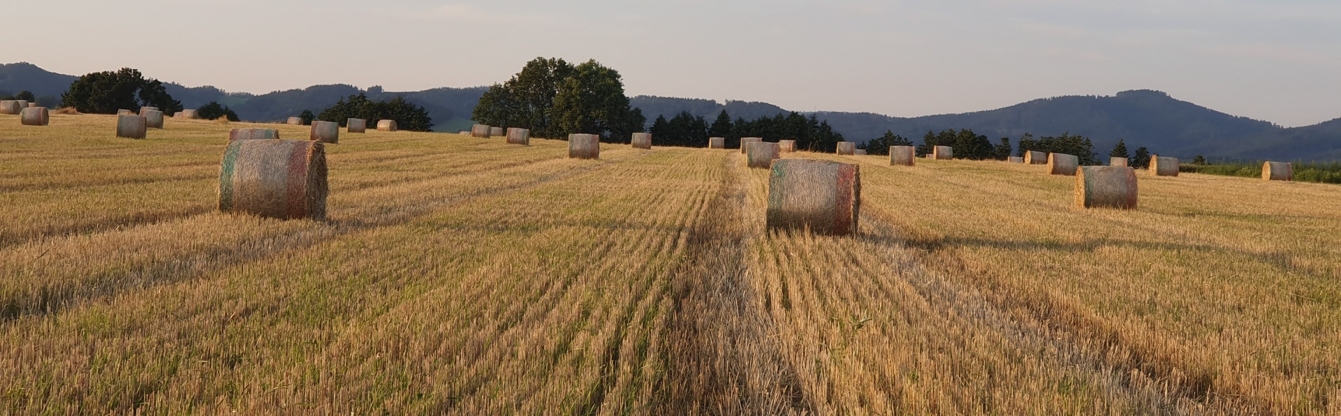 Ovce, koně-foto